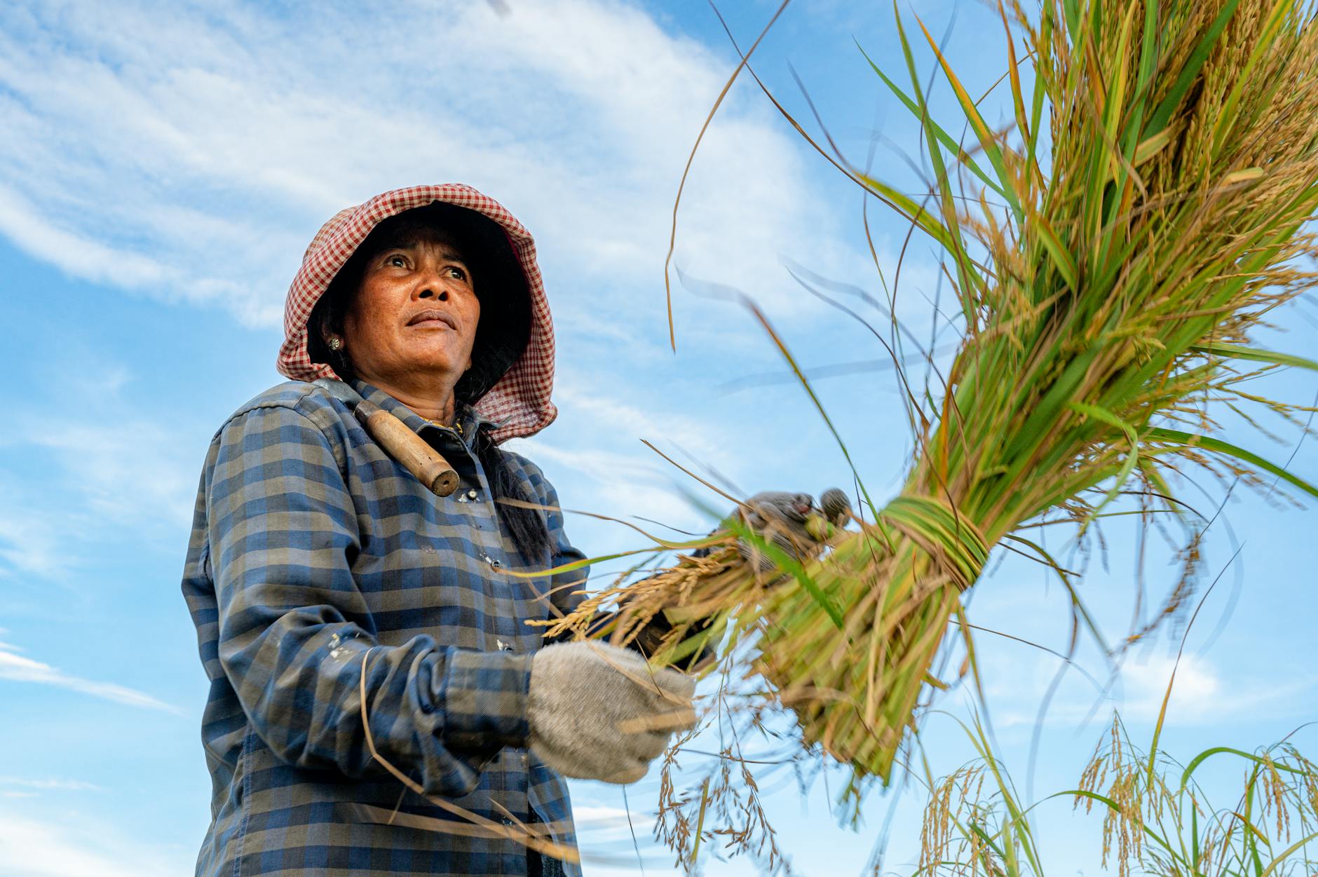 Harnessing AI for Sustainable Rice Farming
